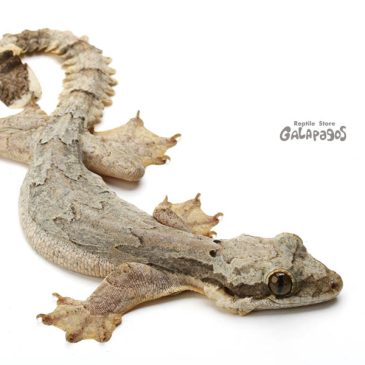 あざとくて何が悪いの？