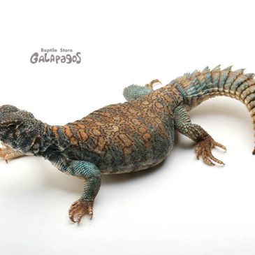 4周年記念セールやるよ！