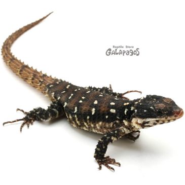 ドカーンと後編！