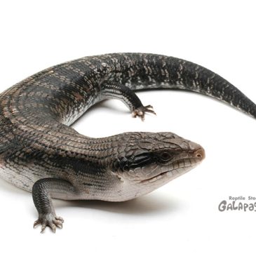 ホッと一息させて～！！！