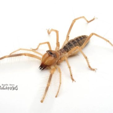 AWAKE横浜お品書き