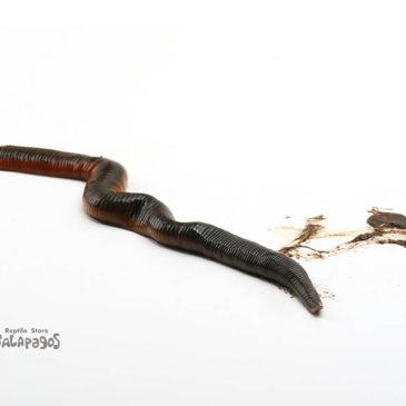 次の日曜(5/29)はAWAKE横浜だよ！！！