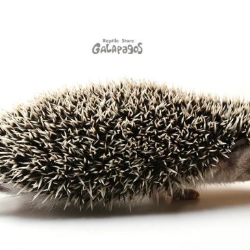 当店周辺おすすめラーメンマップ