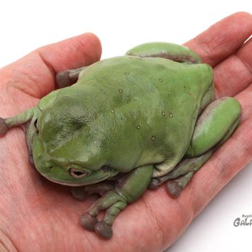 もう完全に新時代ですよ！