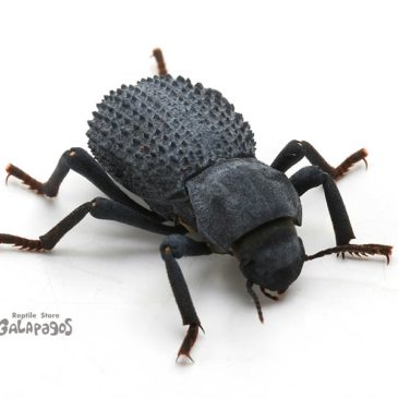 「組織」がやりたい放題じゃん…。