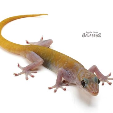 派手髪ってイイよね！