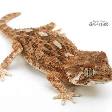 今年のHBMは本気ですよ！