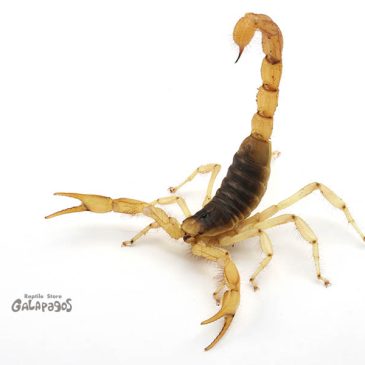 AWAKE蒲田出品リスト！