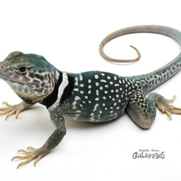 青い稲妻が来たぞ！！！