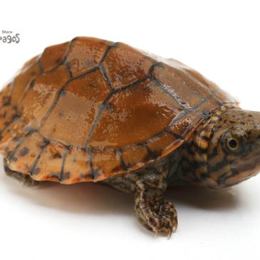 イギリスって気になるよね