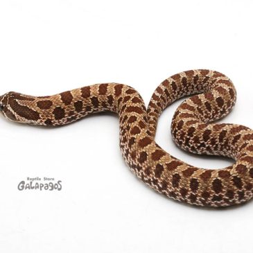 怒涛の11月後半戦がはじまるぜ！！！