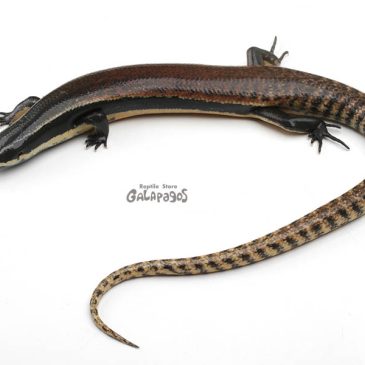 真っ白に燃え尽きてました