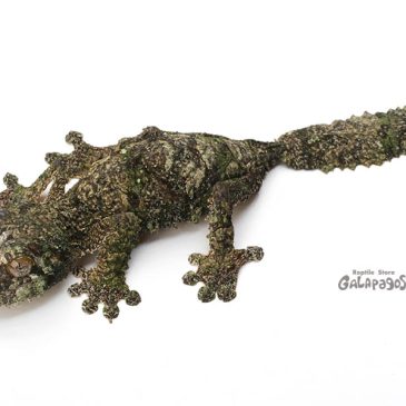 今年もありがとうございました!!!!