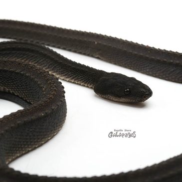 あっという間に正月終了