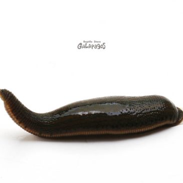 もう静岡レップショーなの!?