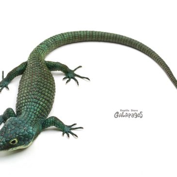 秘密のレプタイル会議