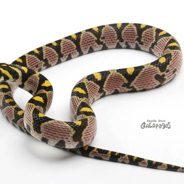 中国からヘビが来たら嬉しい