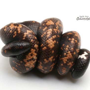 休暇をいただきます！