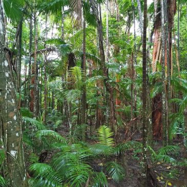 オーストラリア旅行記・その１　～ケアンズ編～