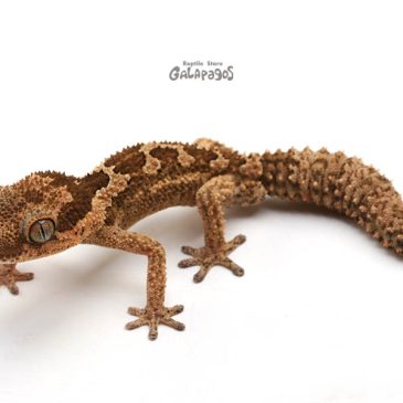 今年も1日限定のセールだよ！！！