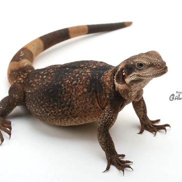 あっという間にトウレプ!!