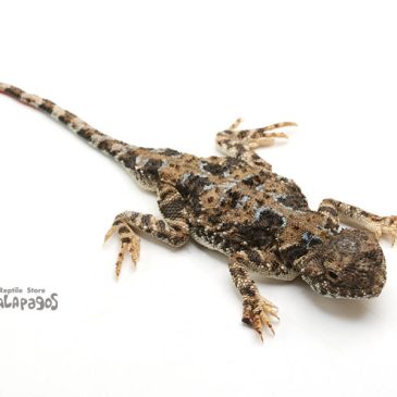 メッタメタに楽しんできました！！！