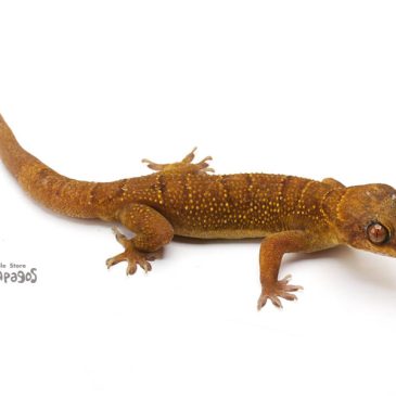 余暇を楽しむのに忙しい