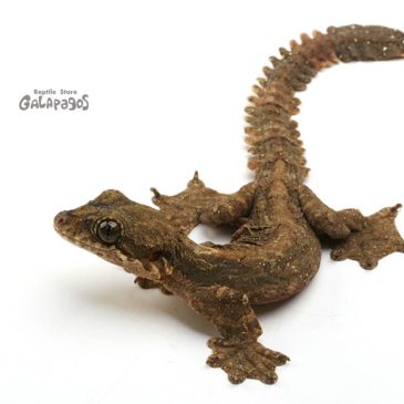 2023年下半期の予定