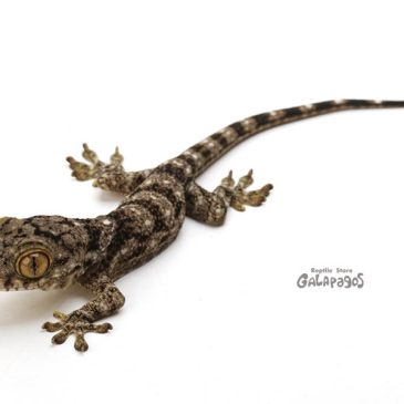 あざとくて何が悪いの？（2023夏ver.）