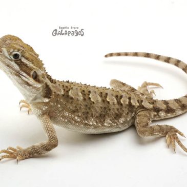 晩夏の新作が登場です!!!!