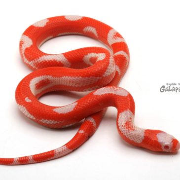 とんぶり市2023のお品書き＋α