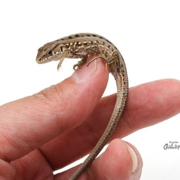 明日9/12(火)は「モヤさま」観てね～!!