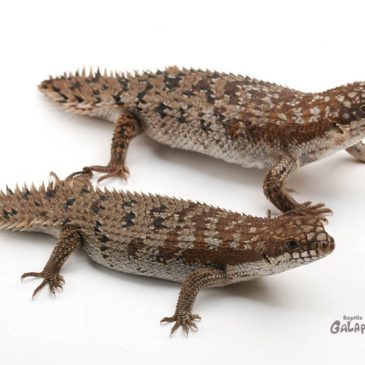 IMAXって画面サイズが違うのね