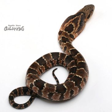 やっぱロックはイイもんだぜ！