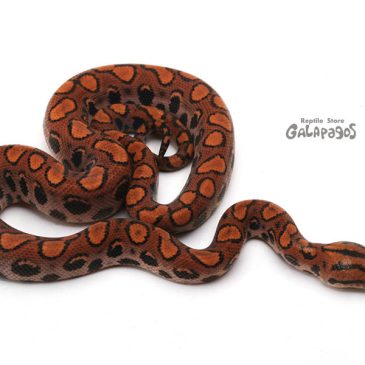 HBM2023のお品書き