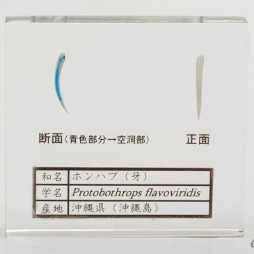 ネヅパゴス2023は12/2(土)まで！