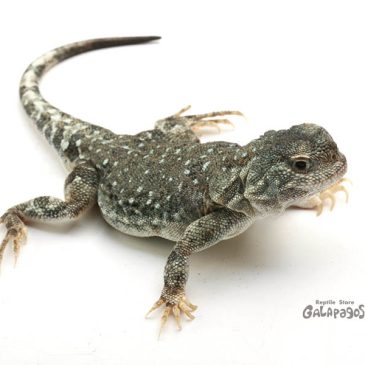 来週も営業日が少ないです！