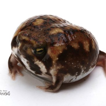 コレで2023年はおしまい！