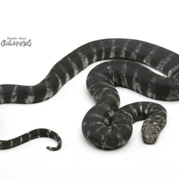 2024年がスタートしました!!