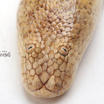 時代は今こそスラッシュメタルだろ！！！