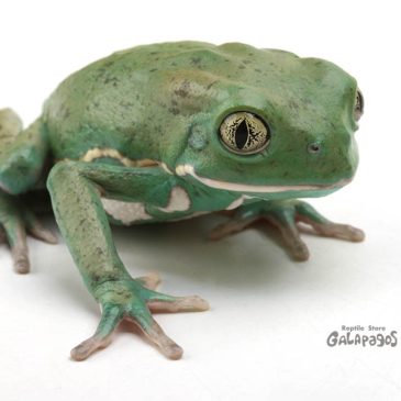 サイレン、、、トヒル。かな？かな？？？