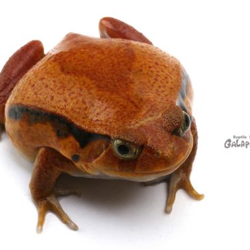 さぁ、ヤル気を出すぞ！！！