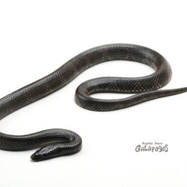 安売りの殿堂はドンキだけでいい