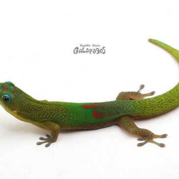 4/21(日)は6周年記念祭だよ～♪