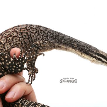 4月と言ったらアレですよ！