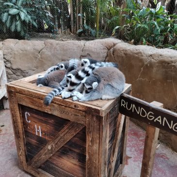 ドイツ旅行記・前編　～メタリカのついでに動物園～