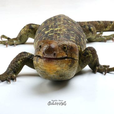 税務署と戦ってみようかな？