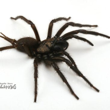 こどもの日はAWAKE!!!!