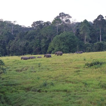 タイ旅行記2023・その２　～カオヤイ後半＆パクチョン前半～