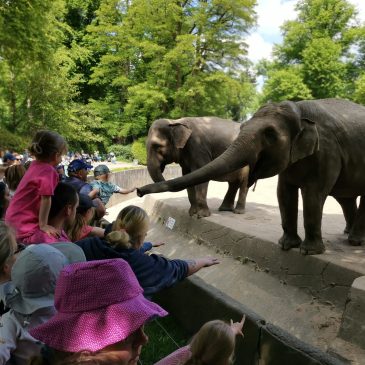 ドイツ旅行記・後編　～メタリカの前に動物園で疲労困憊～